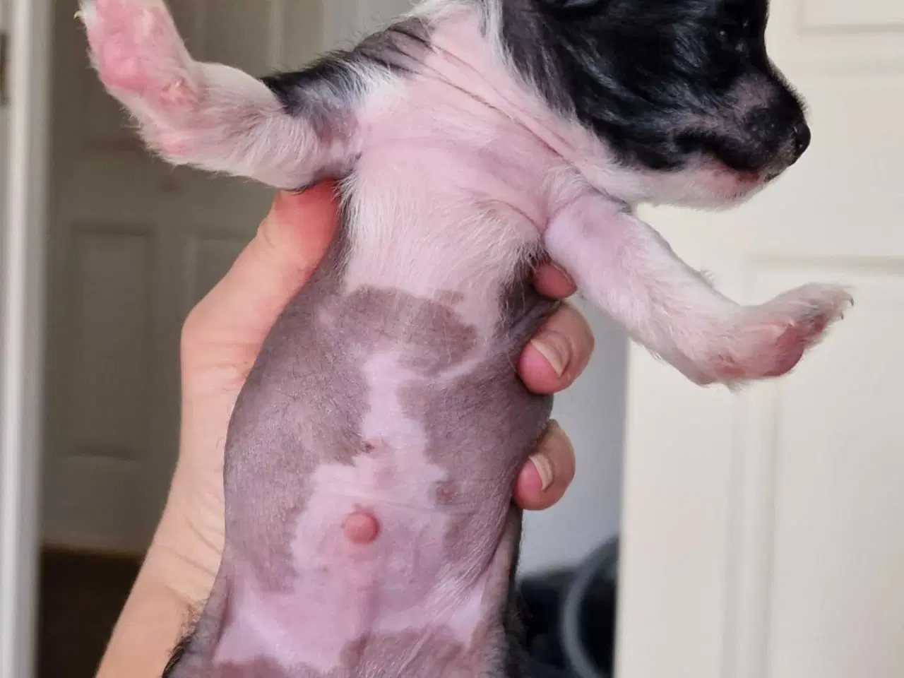 Billede 2 - Chinese crested/chihaua Hundehvalp, hårløs han