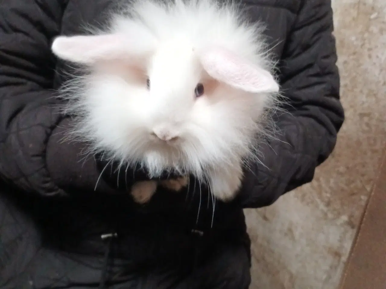 Billede 4 - Kaninunger