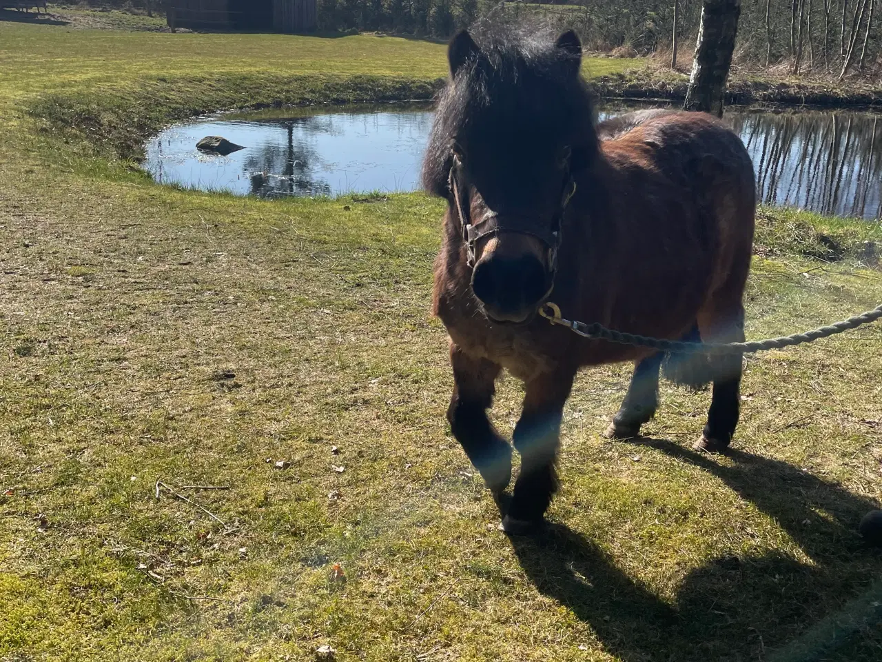 Billede 6 - Shetlænder ponyer sælges