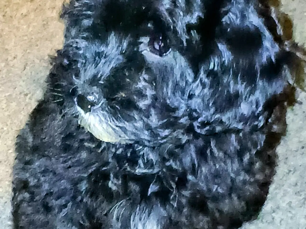 Billede 8 - Havapoo Puddel/Havaneser 