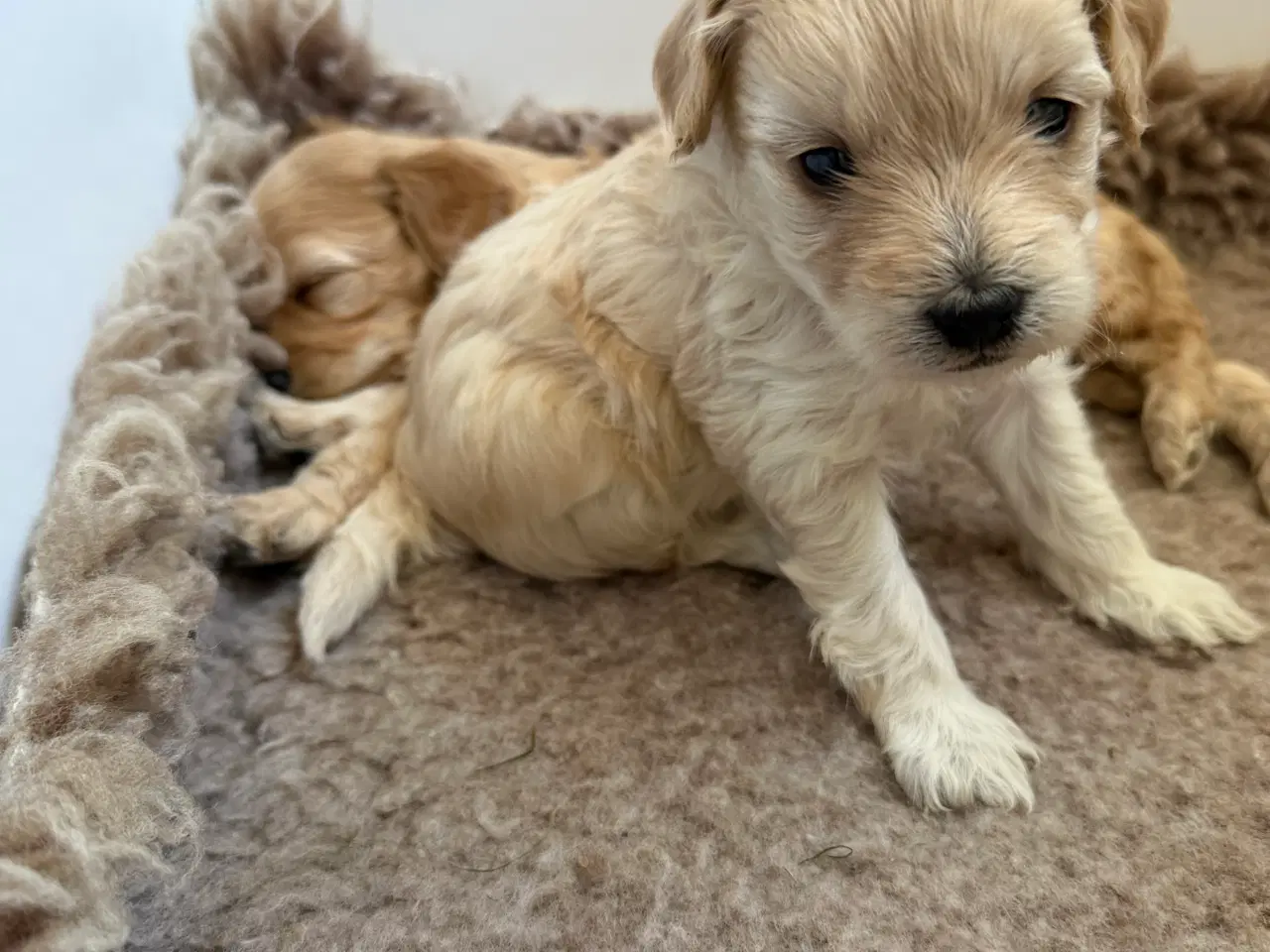 Billede 3 - 🤎 Skønneste Havapoo F1b hvalpe søger nye kærlige 
