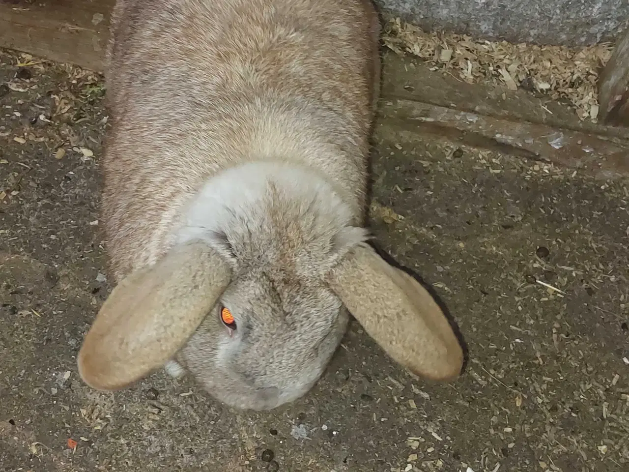 Billede 5 - Kaniner sælges for 50 kr