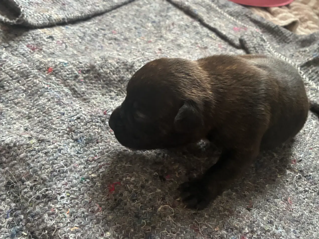 Billede 7 - 4 hvalpe staff 