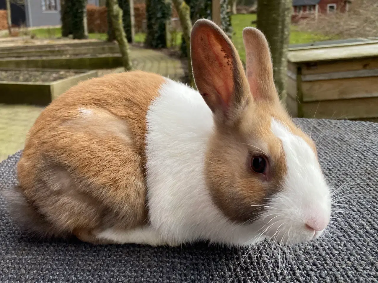 Billede 3 - HOLLÆNDER HAN MADAGASCAR