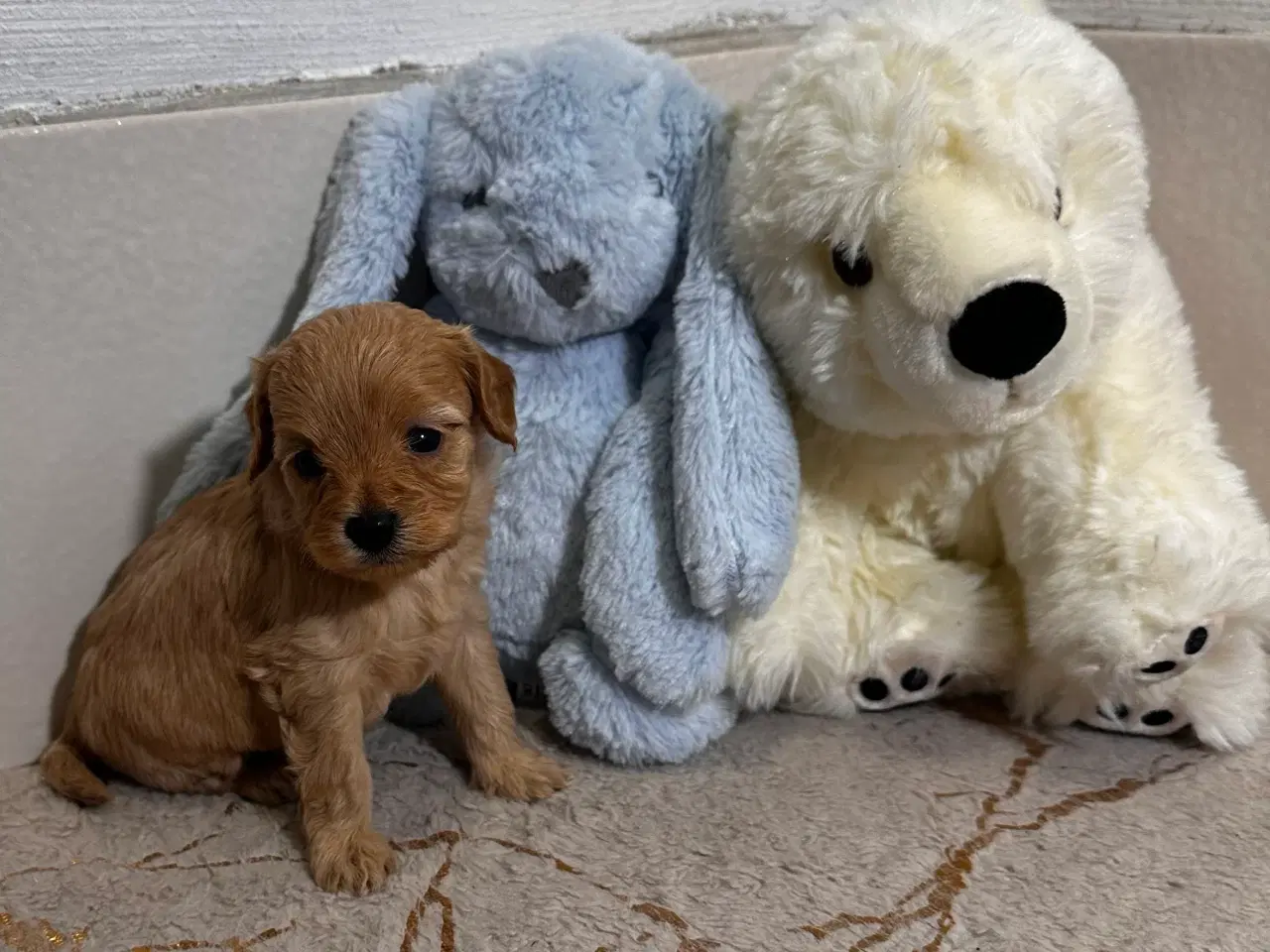 Billede 2 - Cavapoo F2B