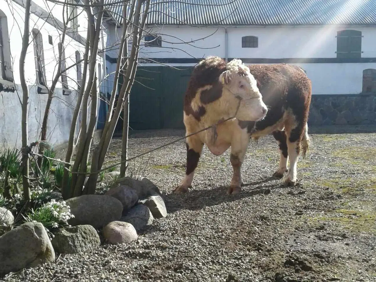 Billede 3 - HereFord Løbetyr