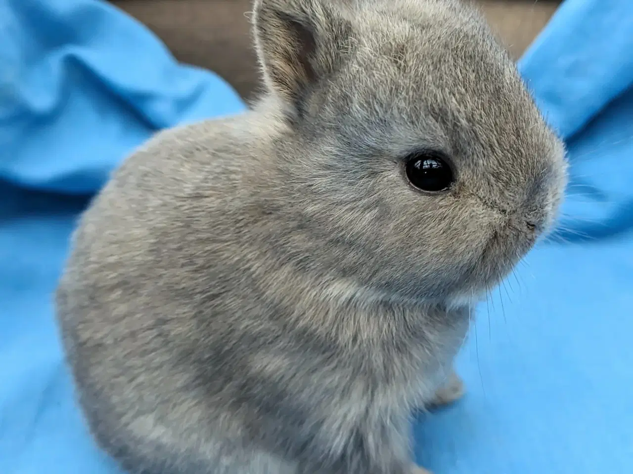 Billede 4 - Hermelin kaninunge