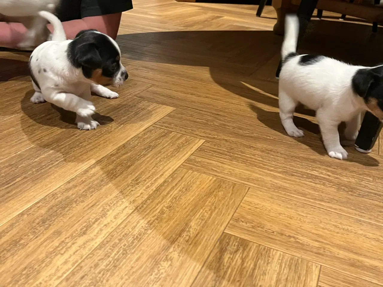 Billede 2 - Jack Russell hvalpe