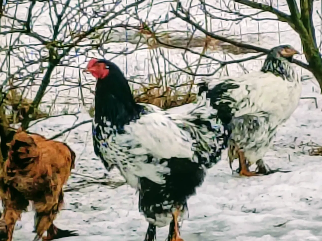 Billede 3 - Brahma høns/Haner