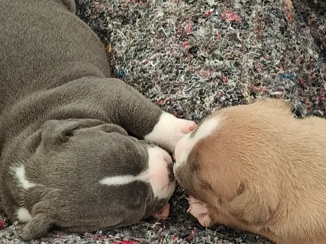 Billede 17 - American Bully hvalpe. 