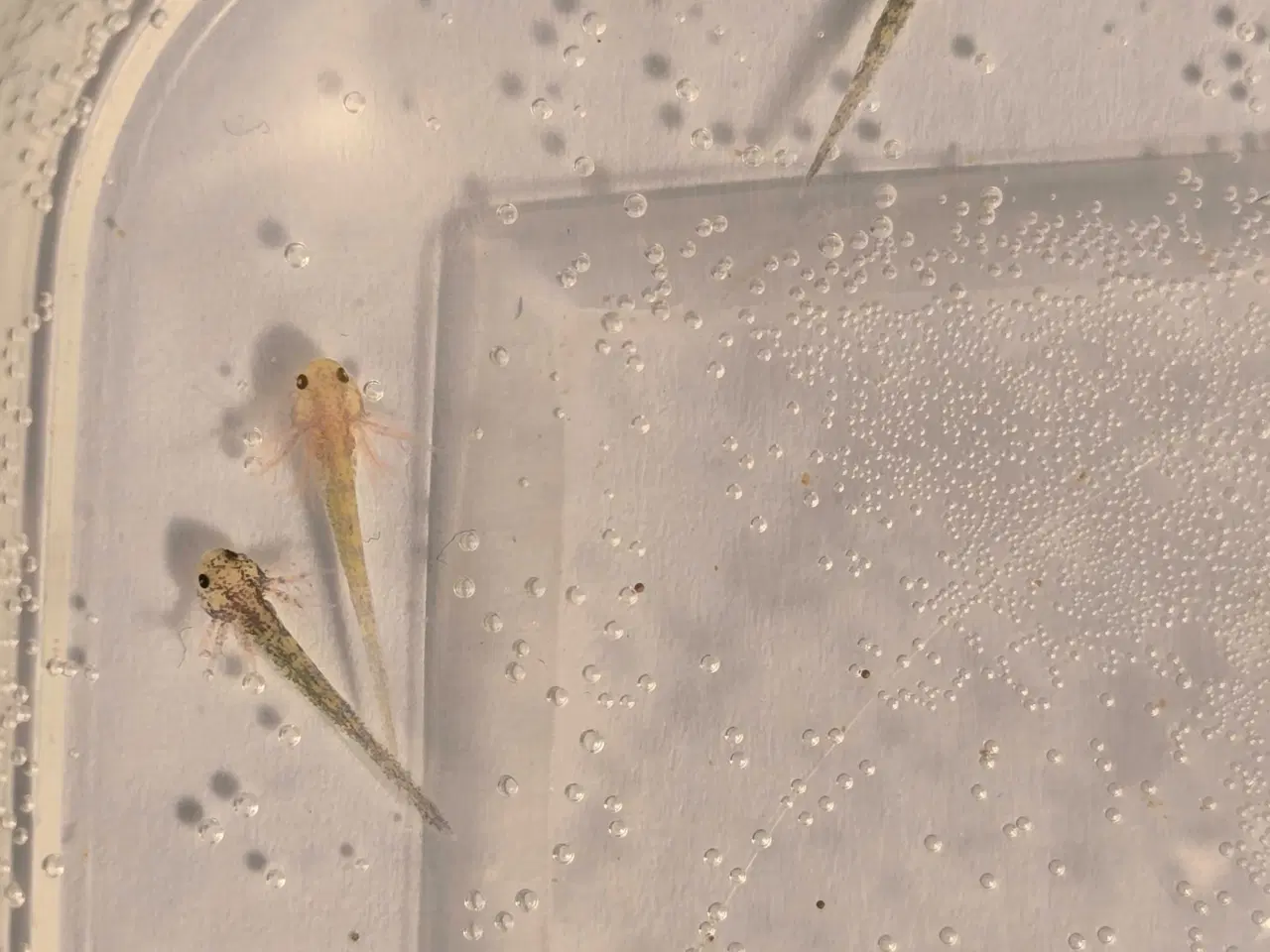 Billede 5 - Sjældne voksne axolotler 