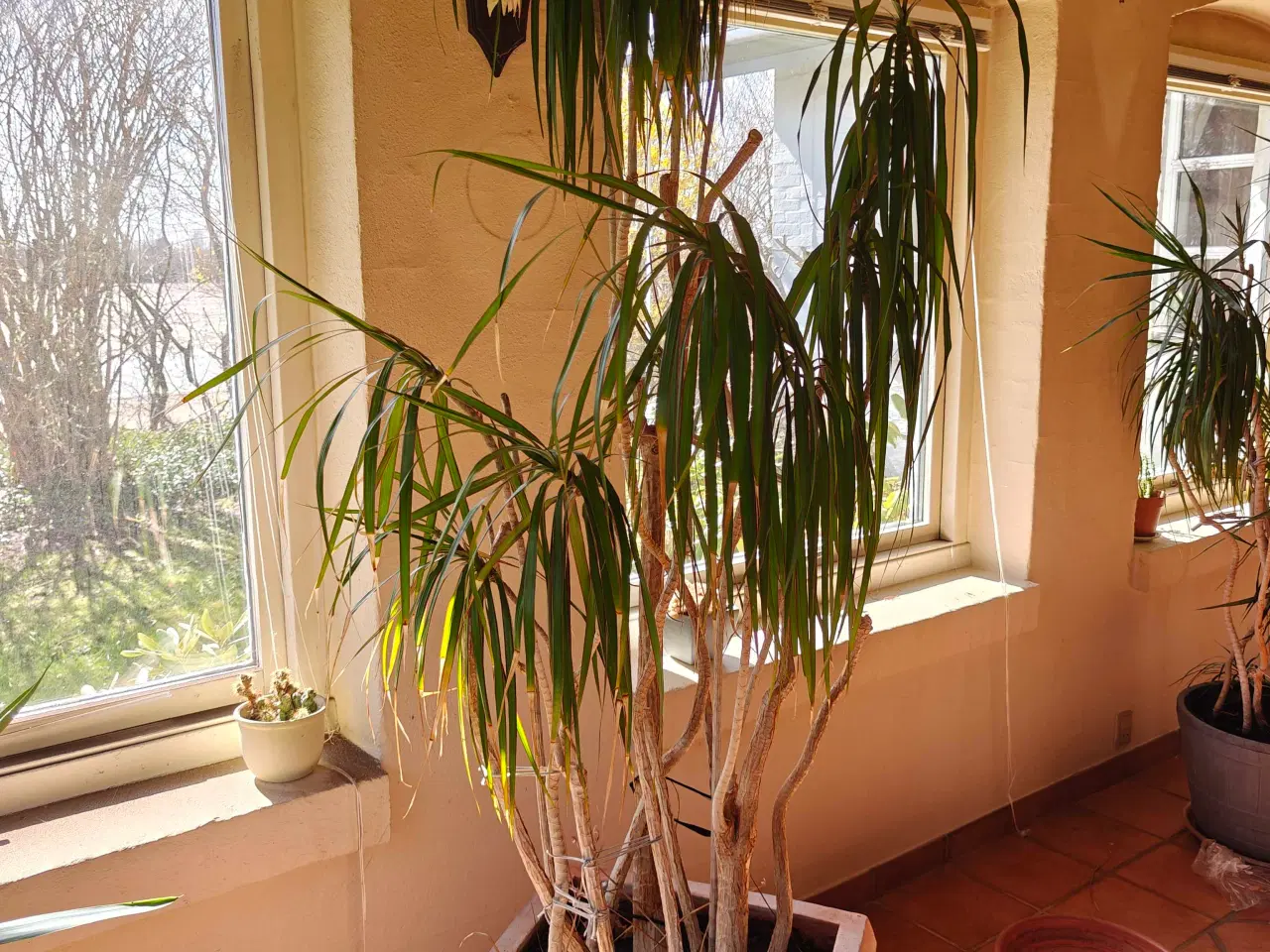 Billede 1 - Tre store Dracaena marginata,