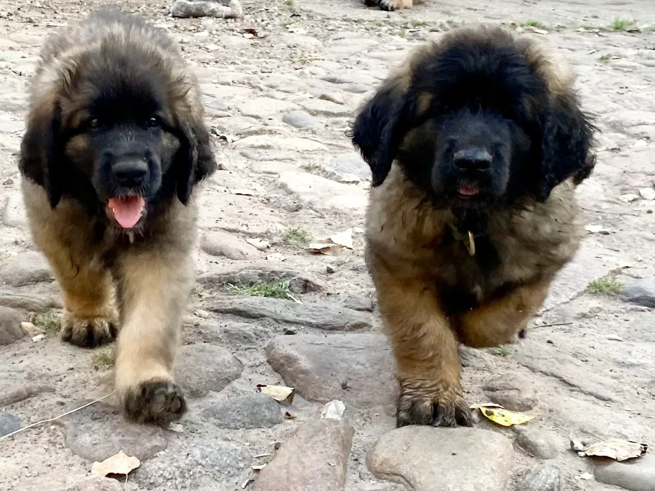 Billede 5 - Leonberger tæve hvalp