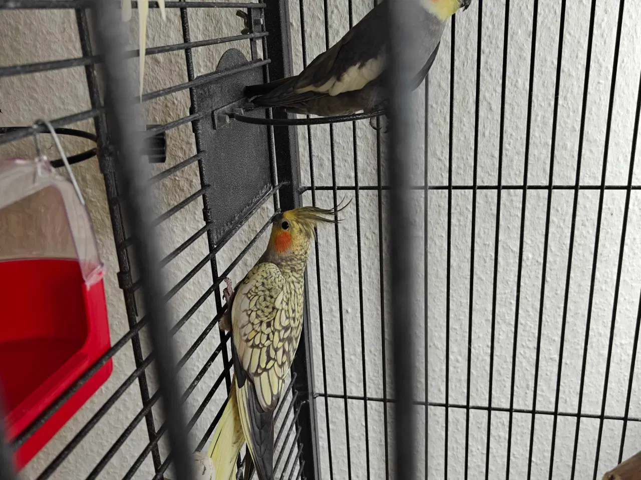 Billede 5 - Nymfeparakitter 