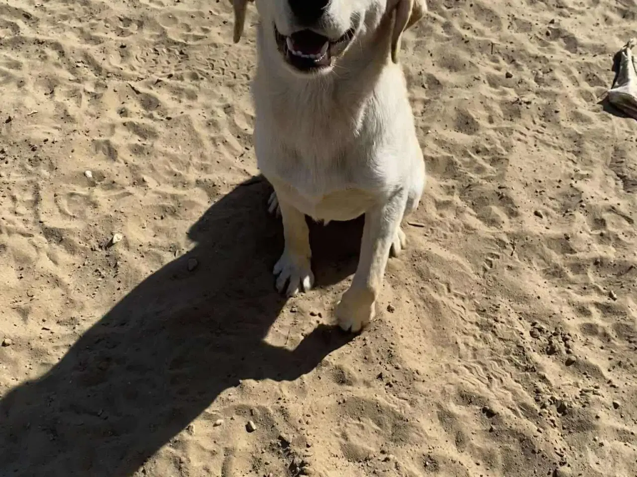 Billede 5 - Labrador mix søger hjem