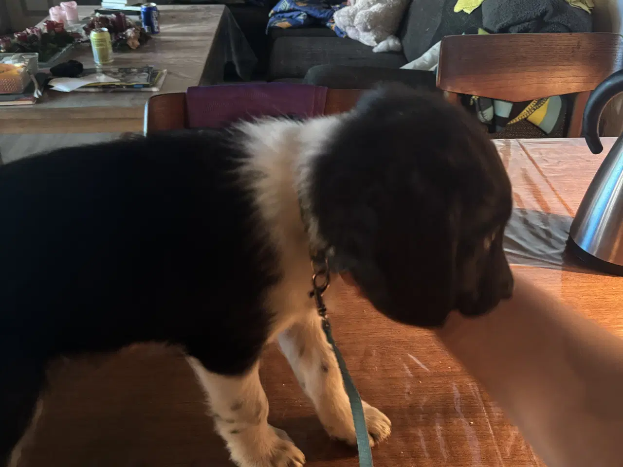 Billede 3 - Hvalpe blanding