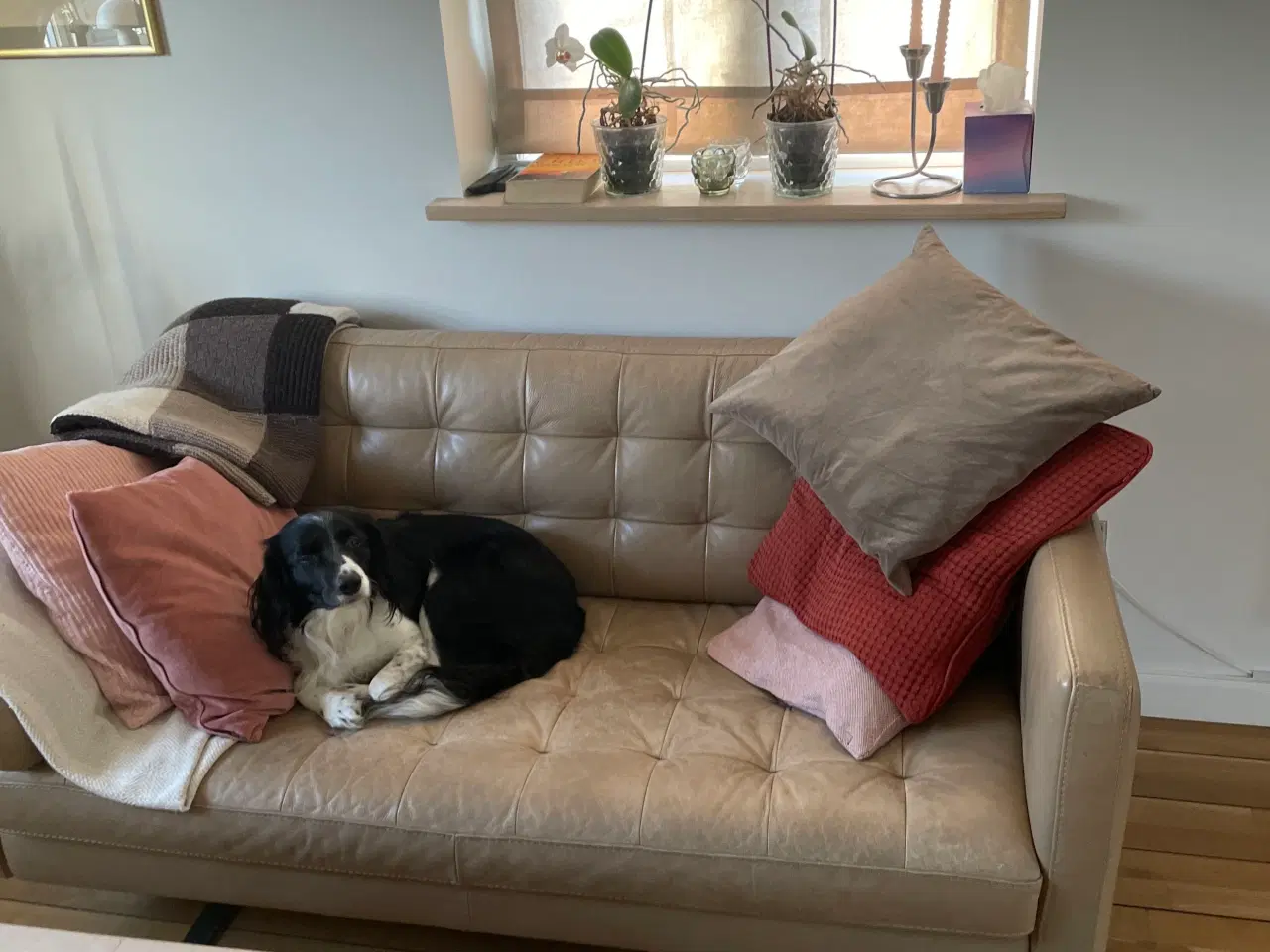 Billede 1 - Designsofa Incanto Italien 