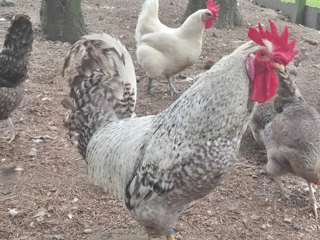 Billede 12 - Kyllinger silkehøns 