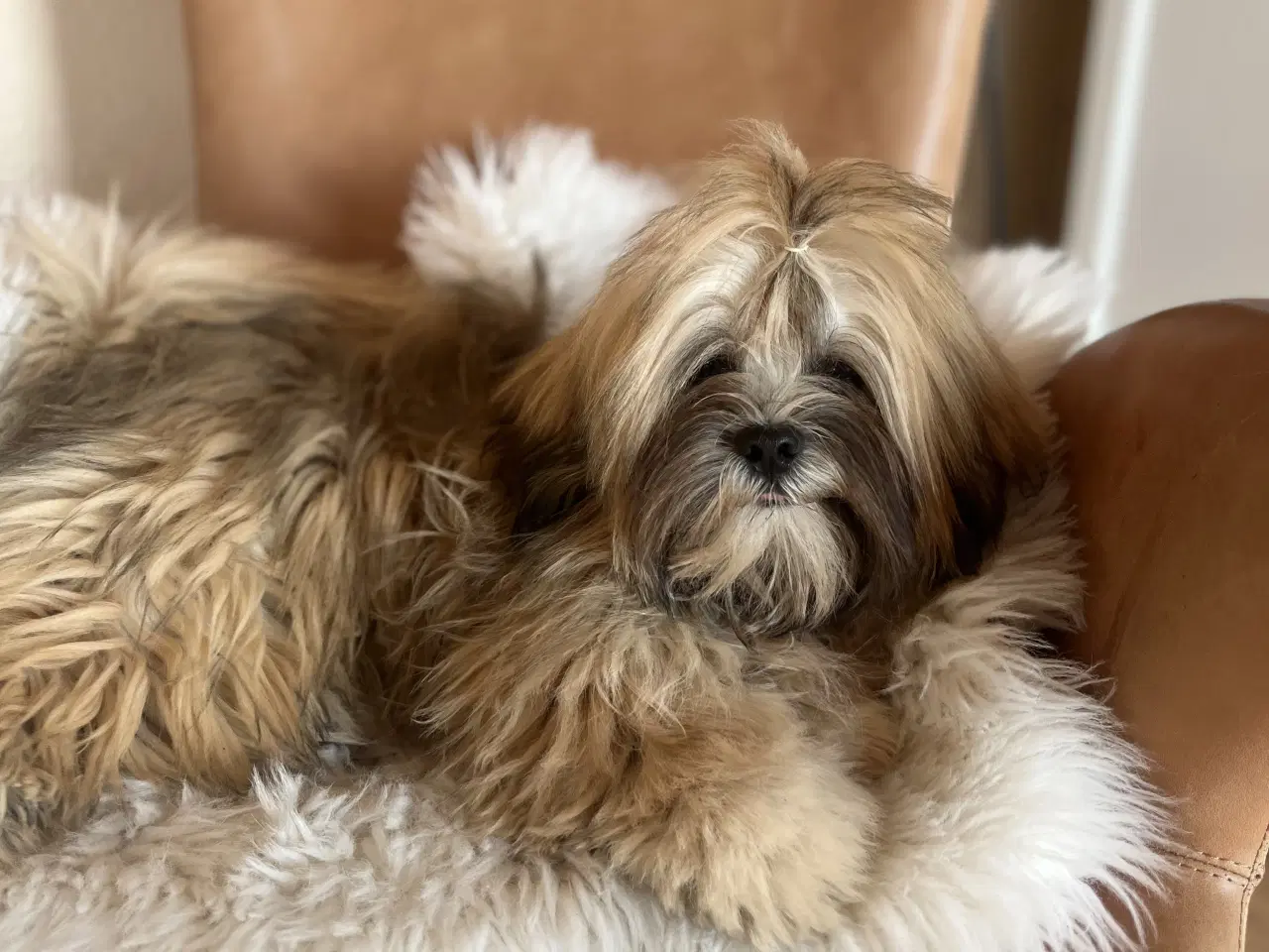 Billede 2 - Lhasa apso 