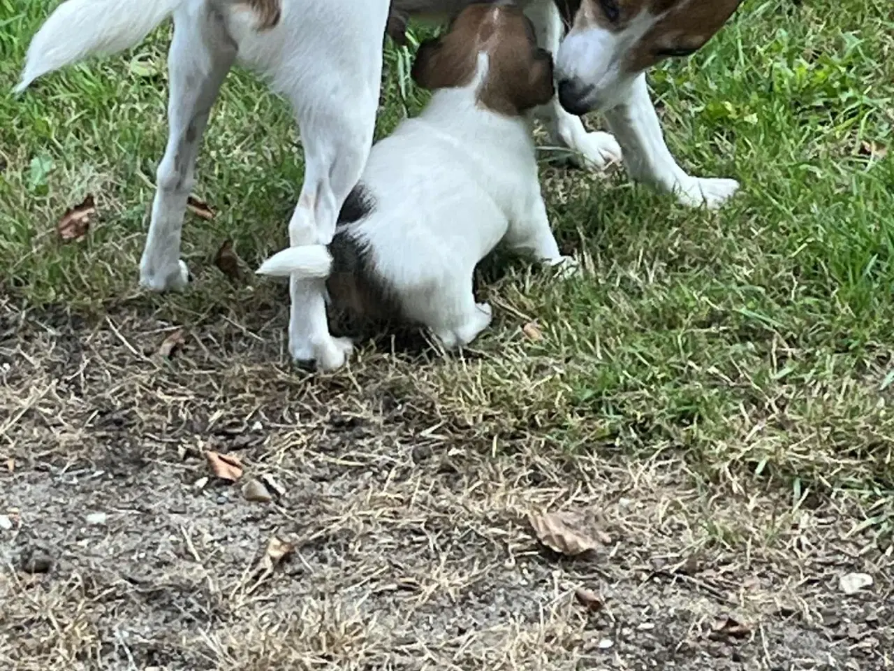Billede 4 - Jack Russell terrier hvalp