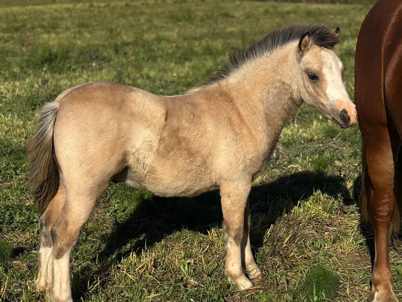 Billede 9 - Top charmerende hingsteføl
