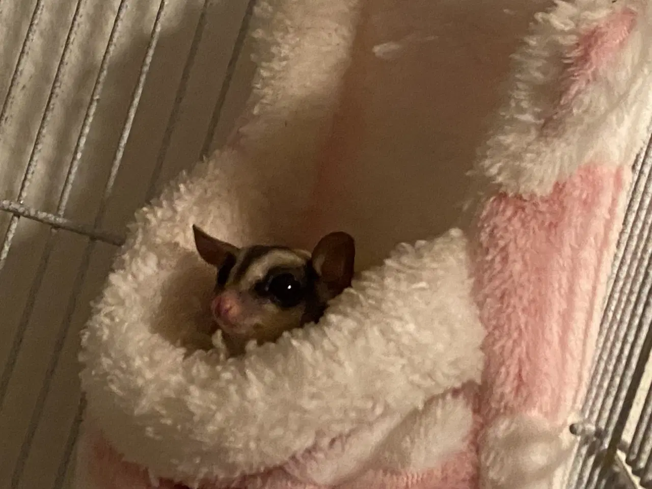Billede 8 - 6 Sugar glider med stort bur