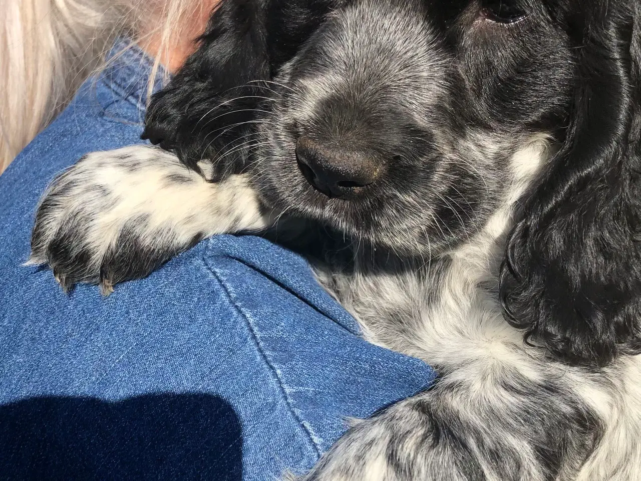 Billede 3 - Engelsk cocker spaniel
