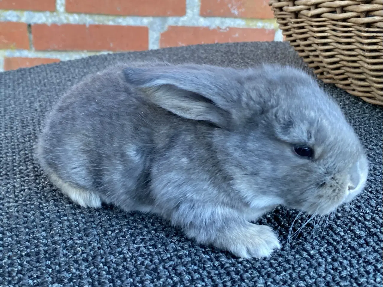 Billede 6 - FRANSK VÆDDER HAN VILDTBLÅ