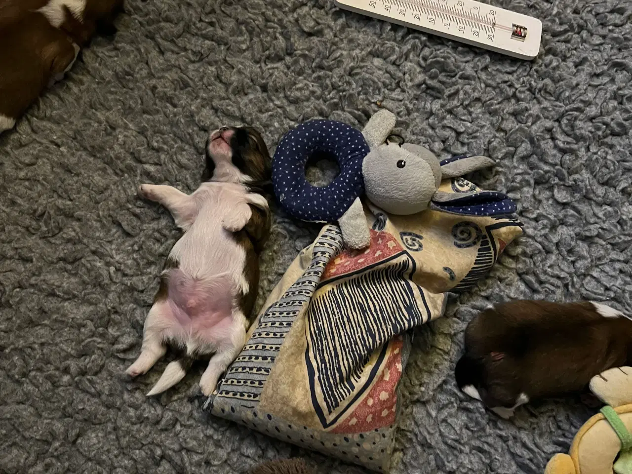 Billede 11 - Shihzhuer 5 drenge og en pige