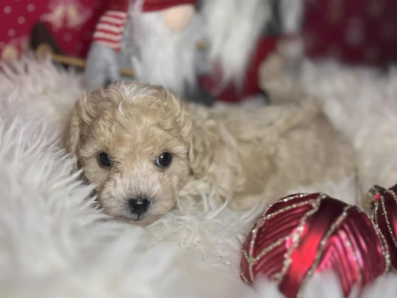 Billede 17 - Maltipoo 