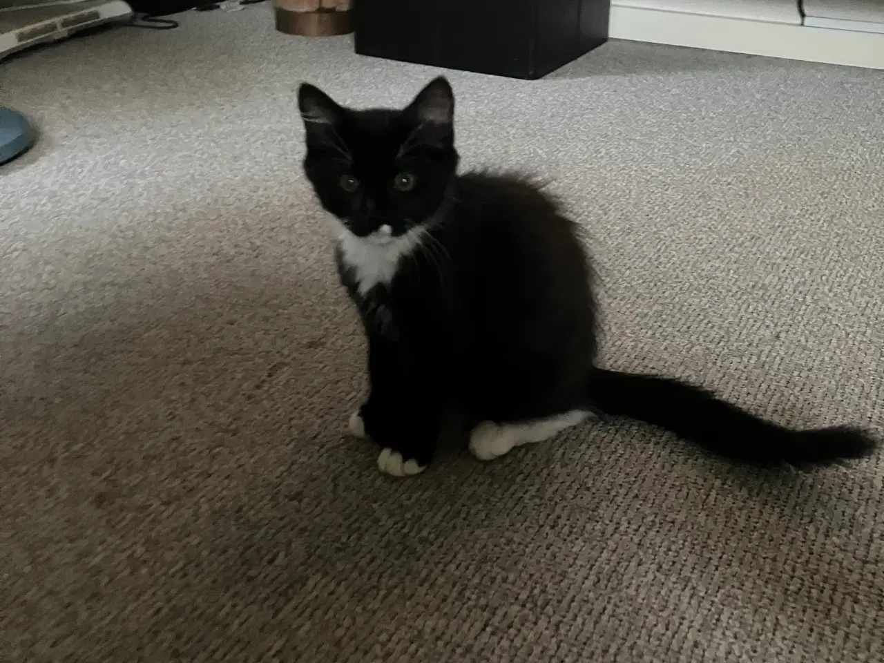 Billede 2 - Katte 