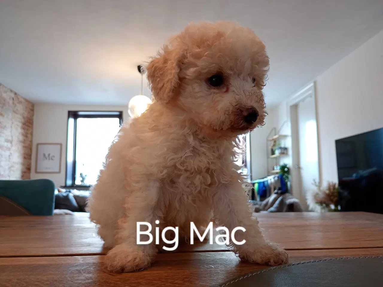 Billede 2 - Cavapoo klar til nyt hjem nu