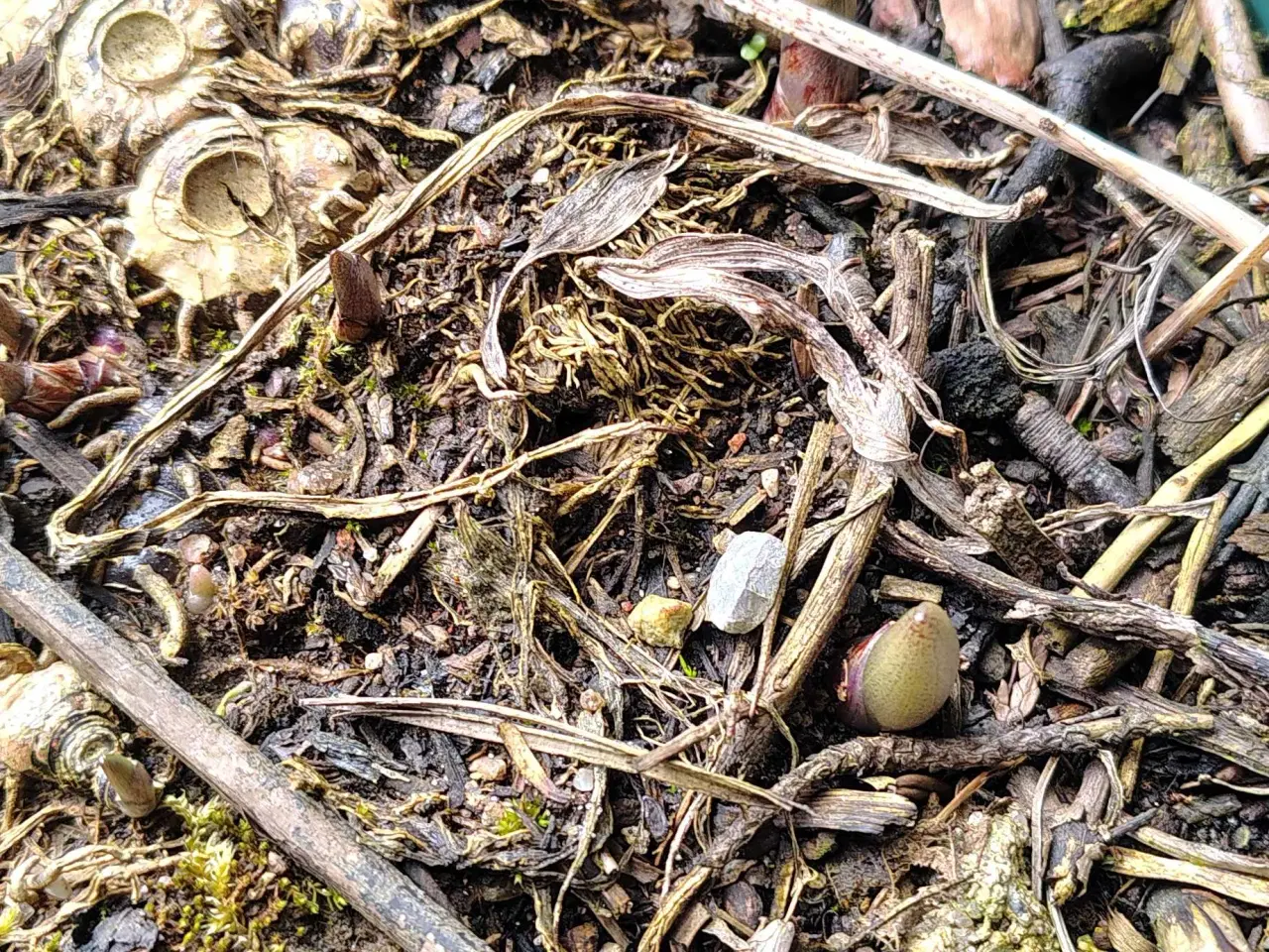 Billede 3 - Storkonval 