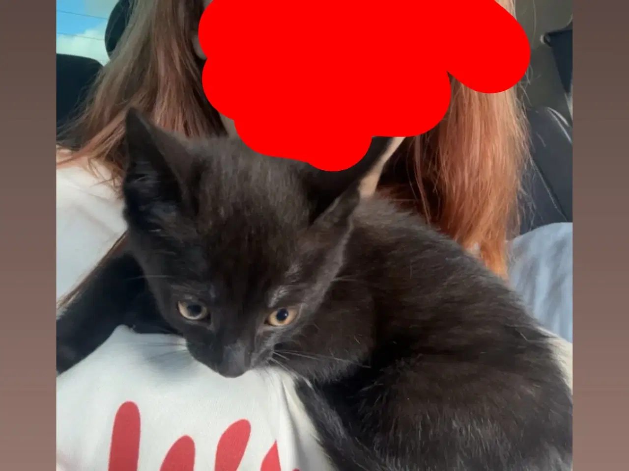 Billede 5 - Jeg skal sælge min kat da jeg ikk kan ha den mere