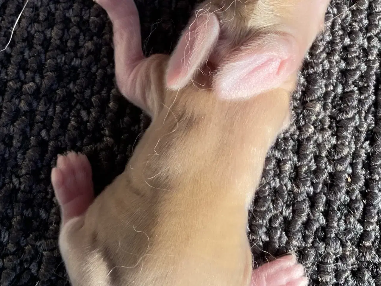 Billede 3 - FRANSK VÆDDER HAN GUL