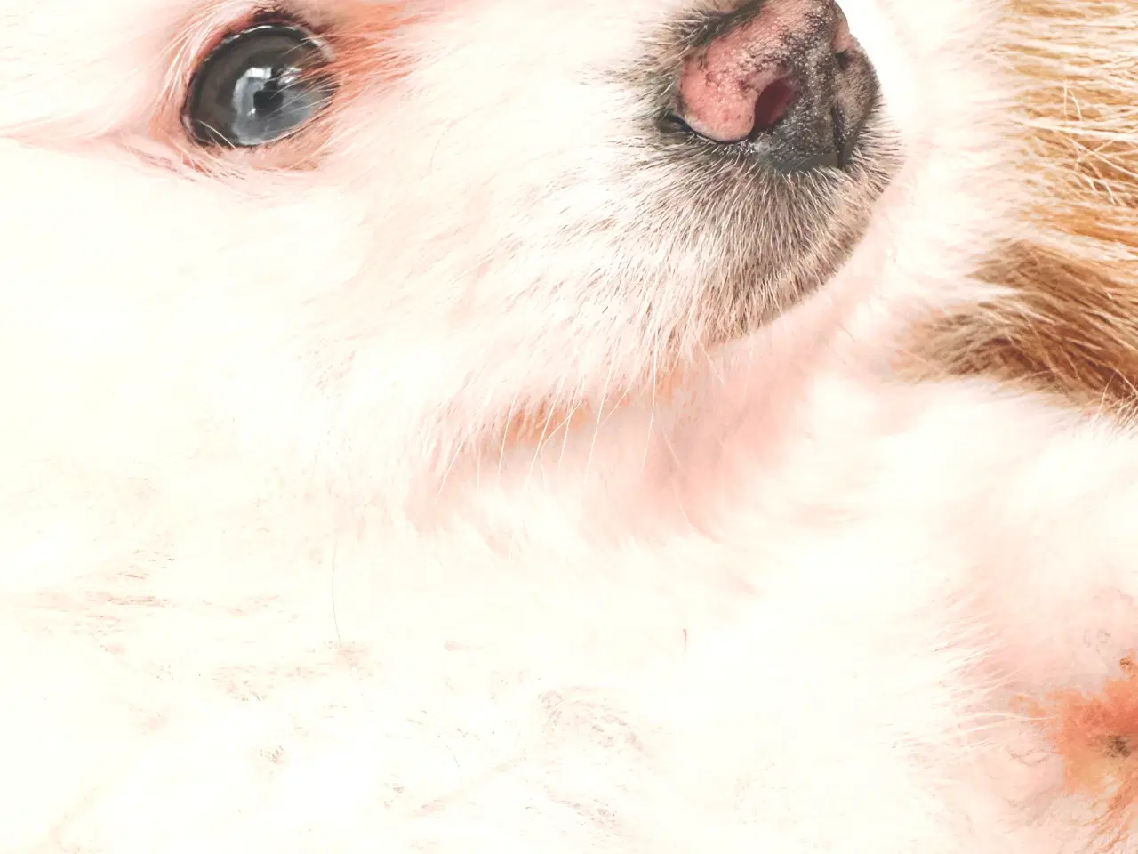 Billede 3 - Pomeranian 