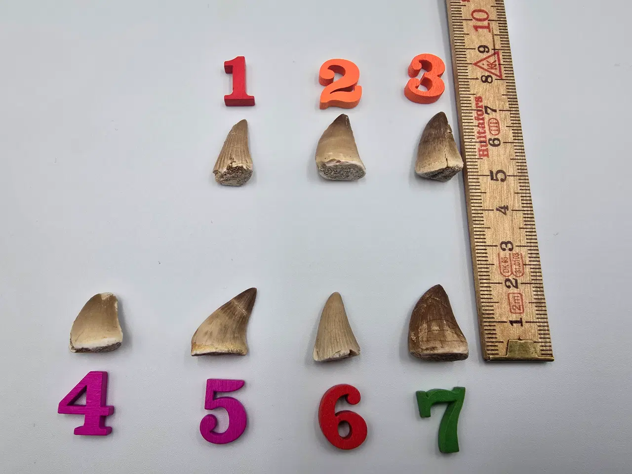 Billede 1 - Forstenede Mosasaur tænder sælges til 60,- pr. stk