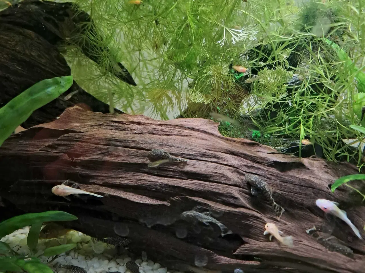 Billede 1 - Malle yngel 