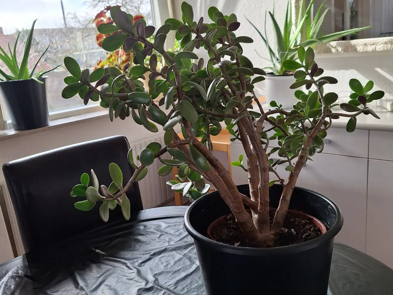 Billede 2 - Stueplante