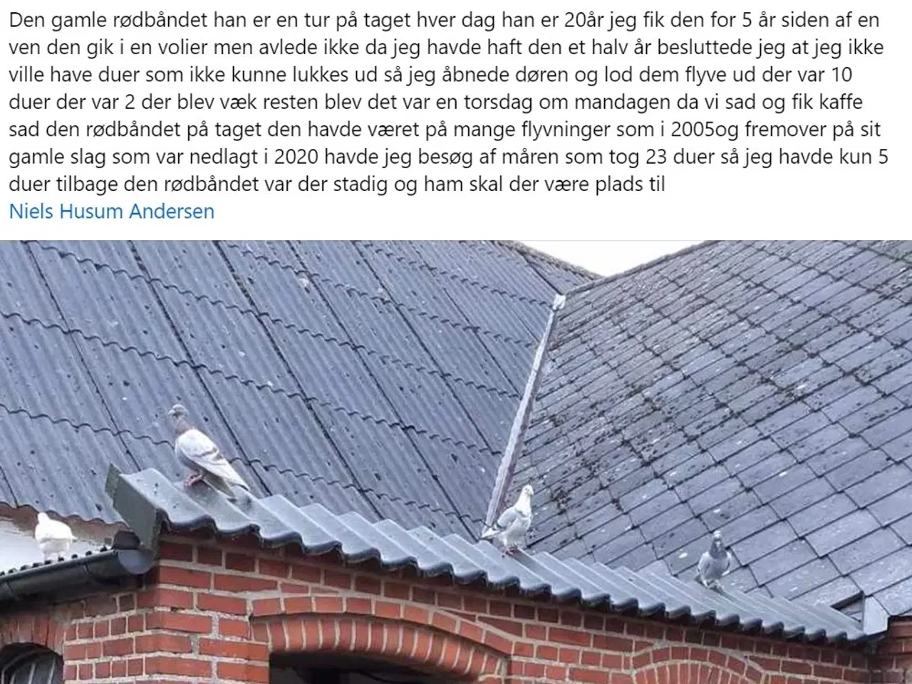 Billede 13 - Brevduer unger med DFK ringe