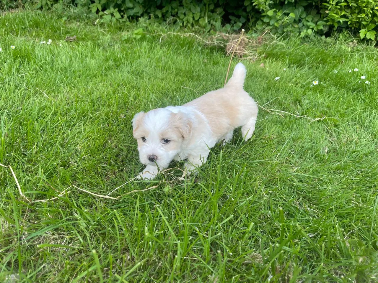 Billede 4 - Bichon Havanais