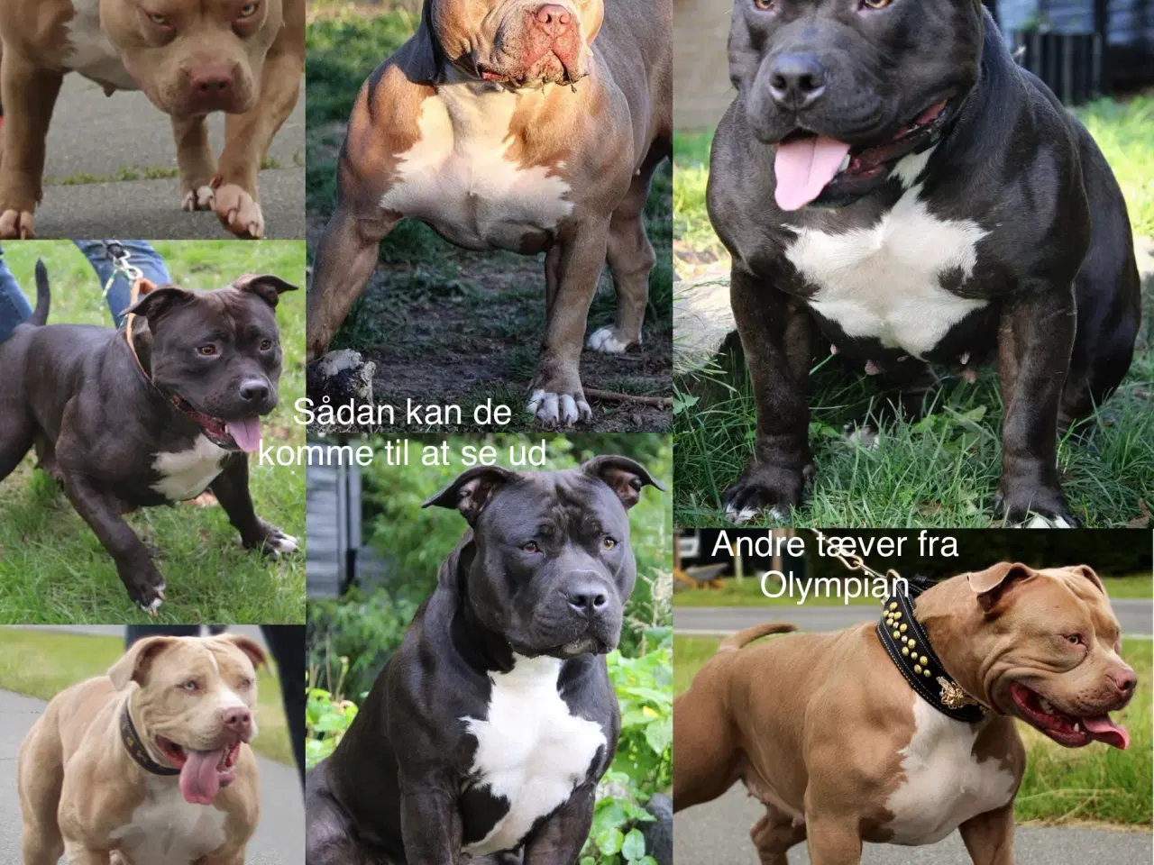 Billede 8 - American Bully XL