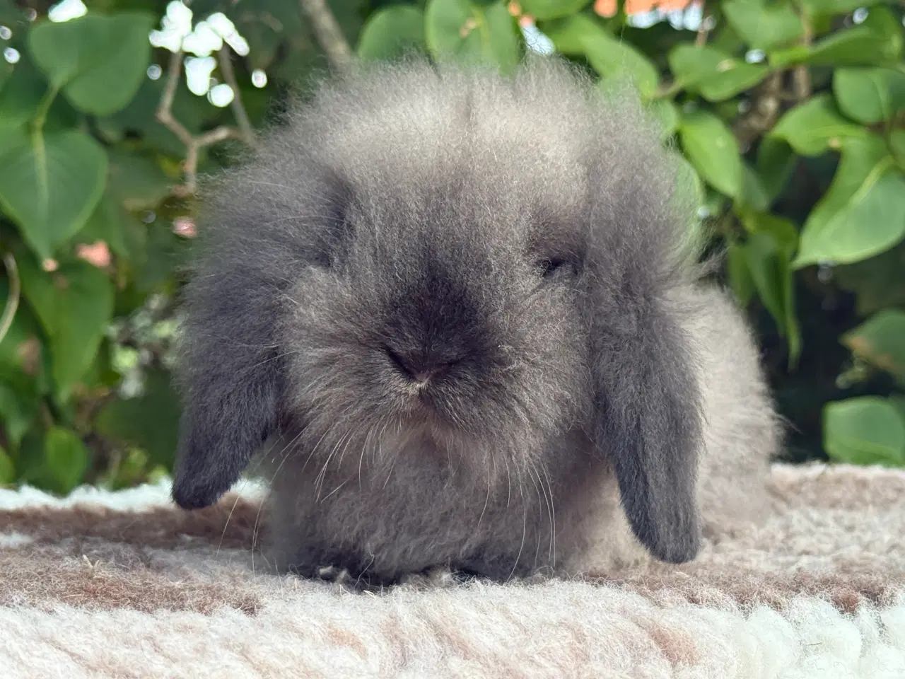 Billede 5 - Mini lion lop
