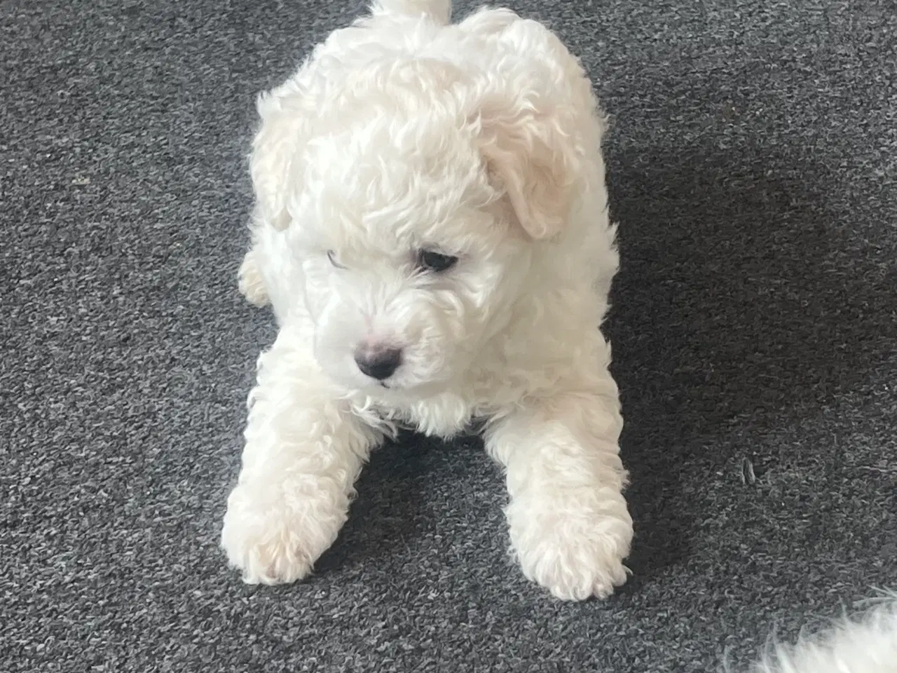 Billede 2 - Malteser/bichon hvalpe 