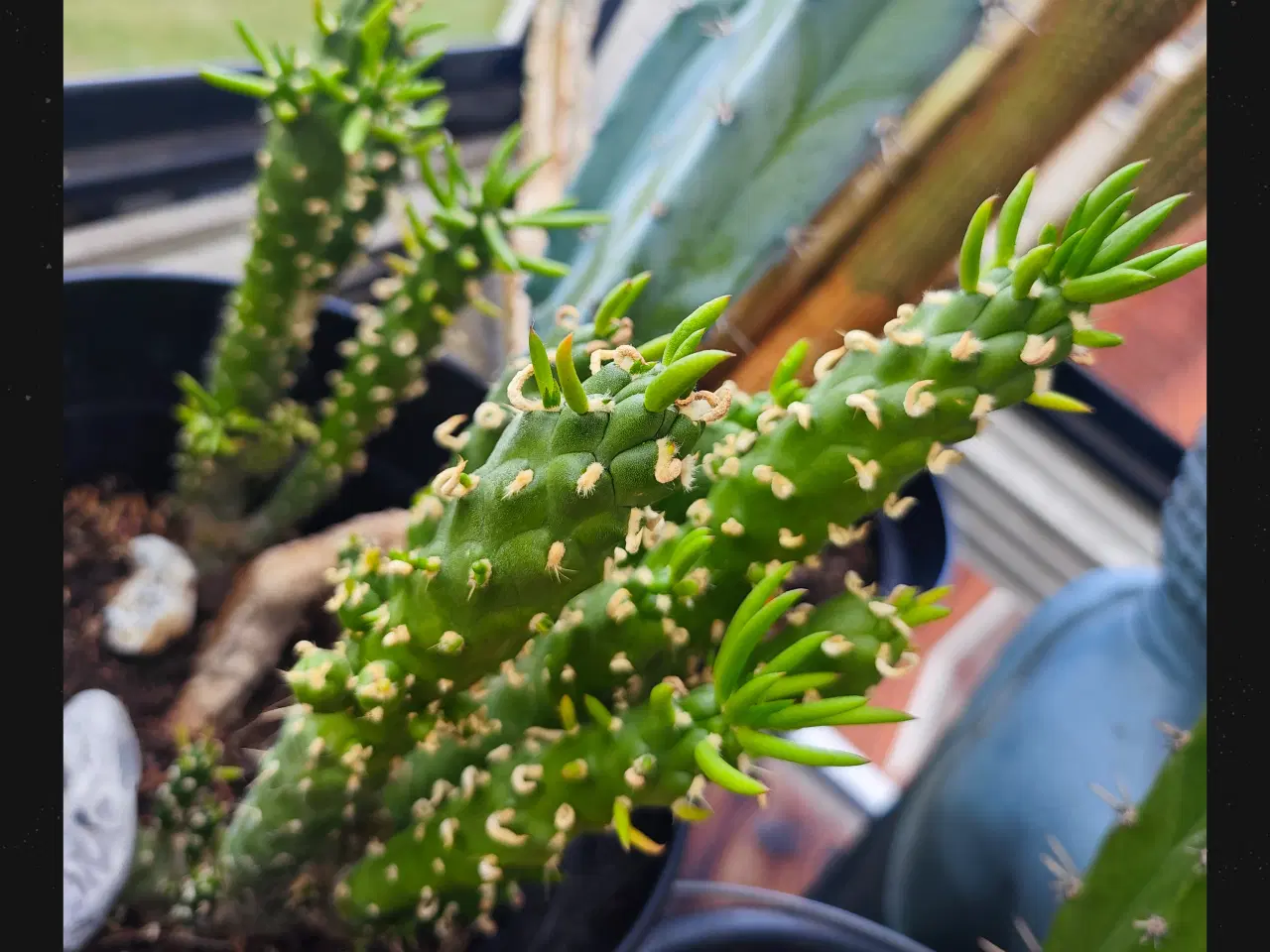 Billede 11 - Sukkulenter og Kaktusser (hjemmeprojekt)