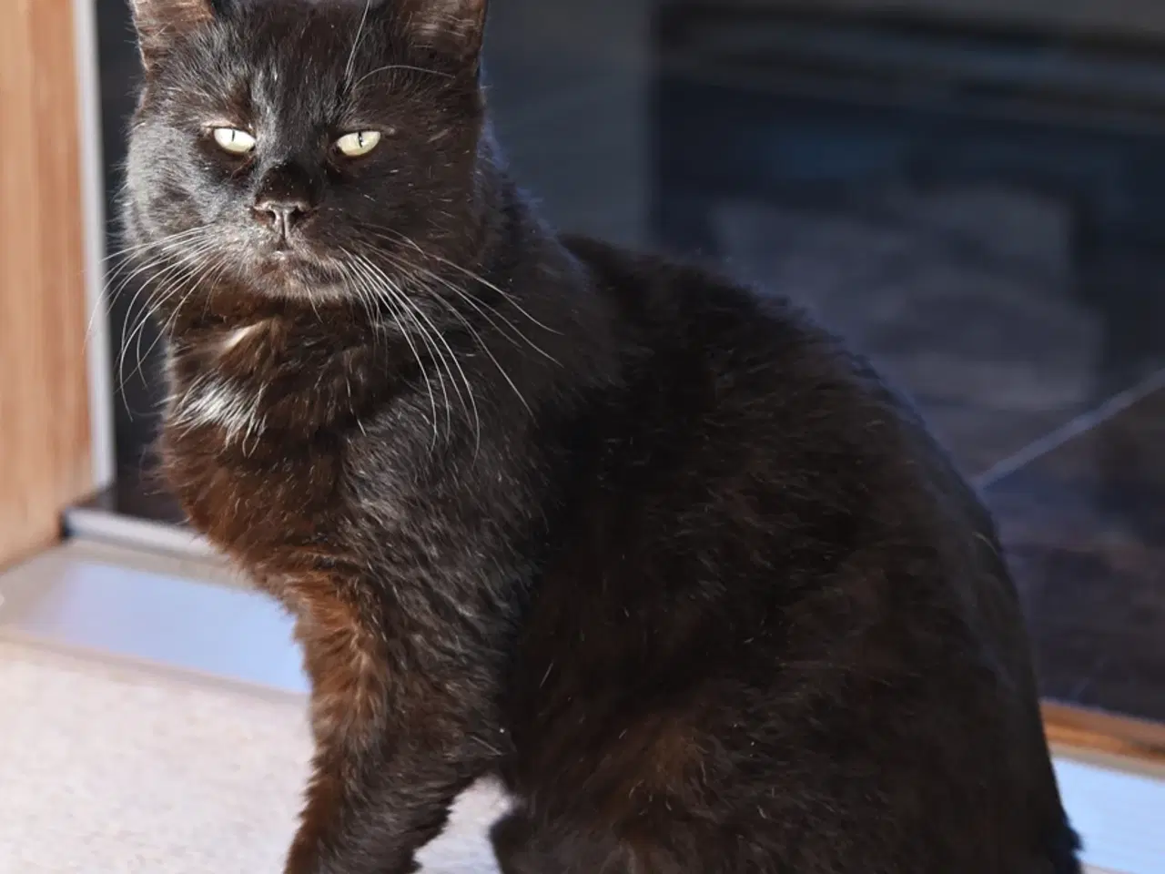 Billede 9 - British Bombay male cat