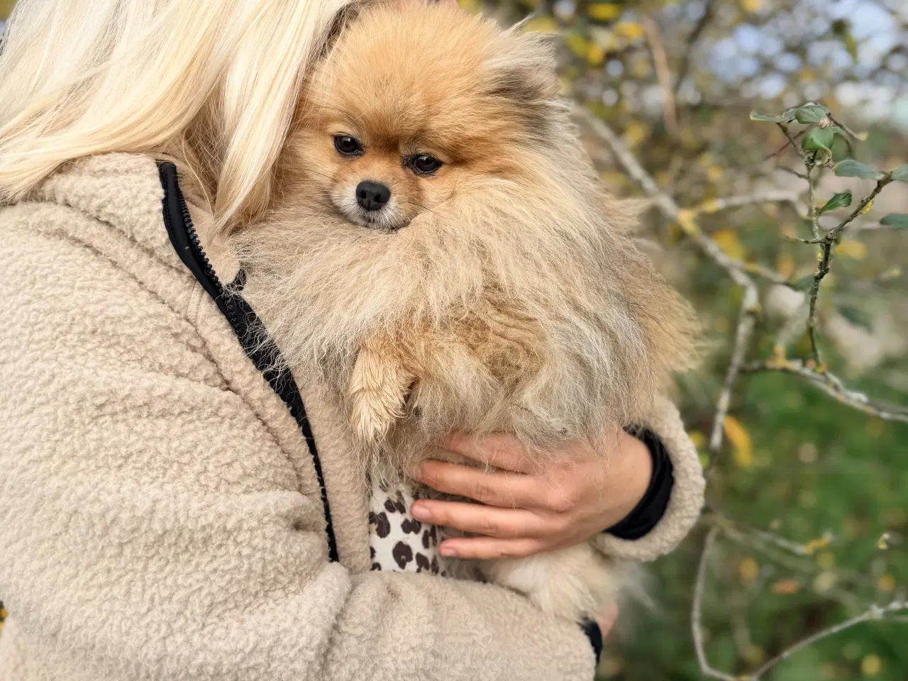 Billede 3 - Pomeranian Dreng