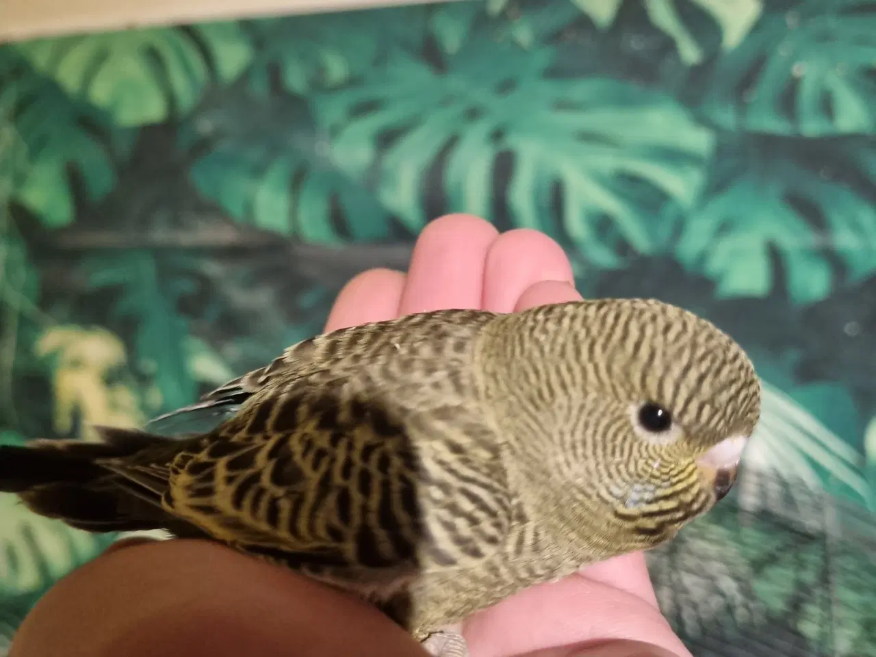 Billede 7 - Blackface undulat (unger)