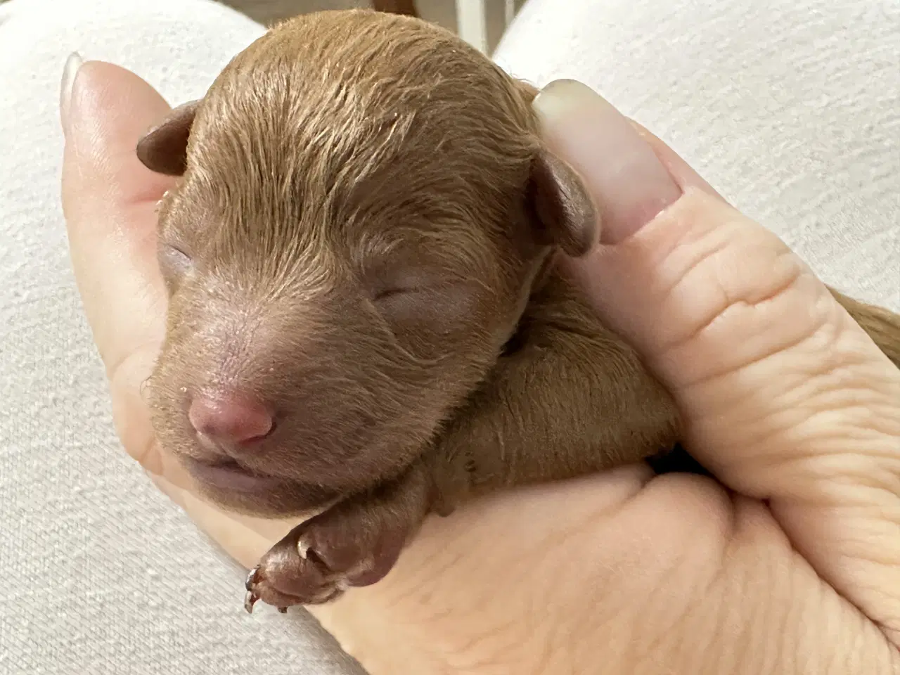 Billede 3 - Toy puddelhvalpe 🐾