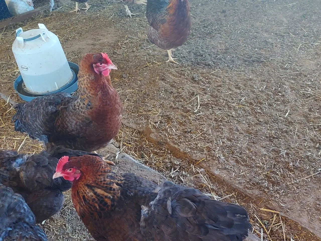 Billede 1 - Bielenfelder 